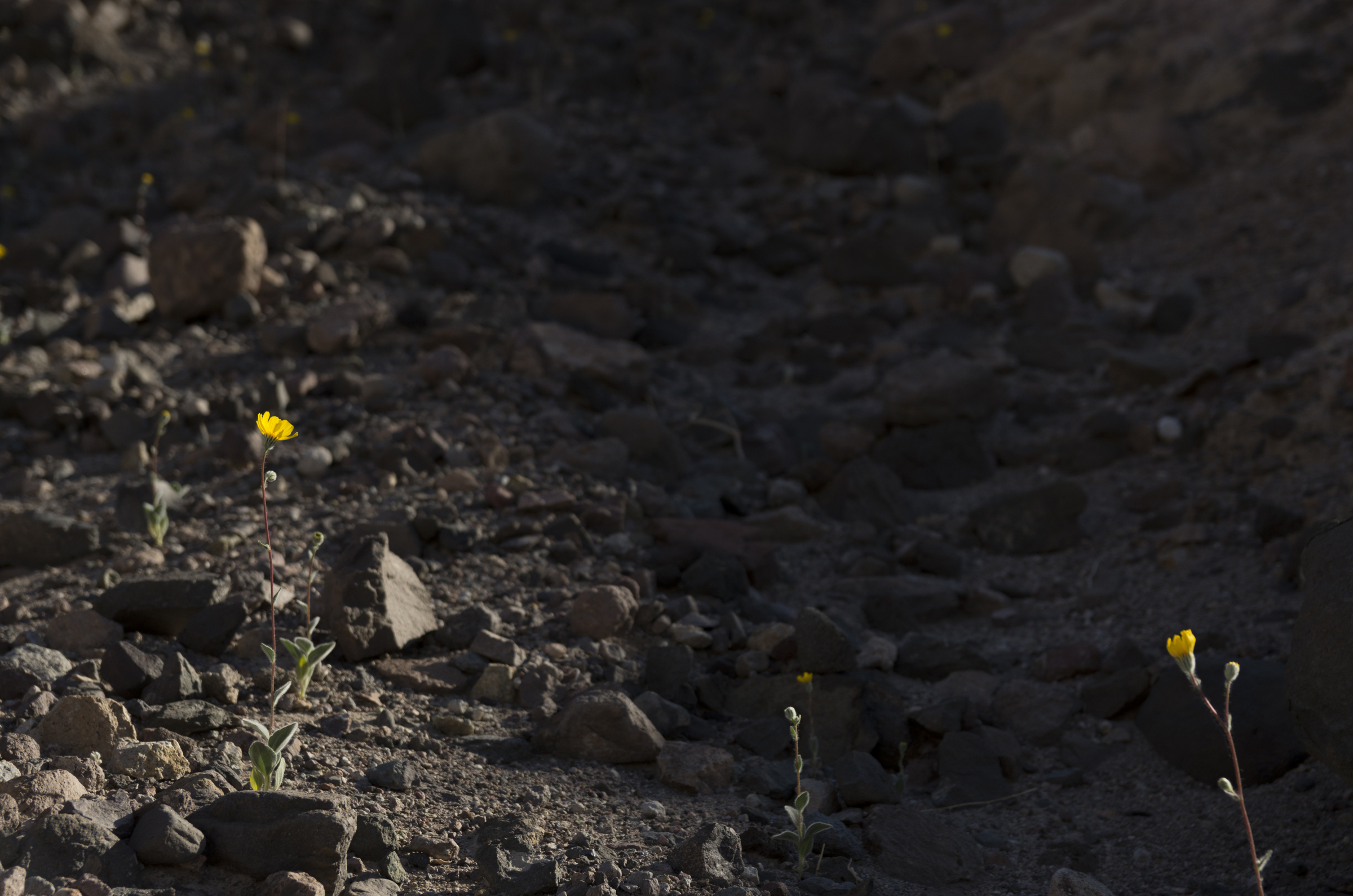 Dürres Death Valley